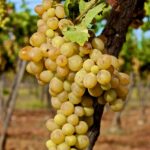 grape, raisin, vin blanc-4504680.jpg